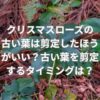 クリスマスローズの古い葉は剪定したほうがいい？古い葉を剪定するタイミングは？