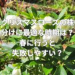 クリスマスローズの株分けに最適な時期は？春に行うと失敗しやすい？