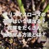 クリスマスローズの花芽はいつ頃出る？花芽をたくさん出させる方法とは？
