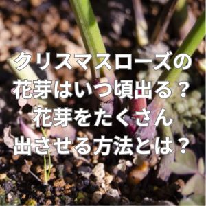 クリスマスローズの花芽はいつ頃出る？花芽をたくさん出させる方法とは？