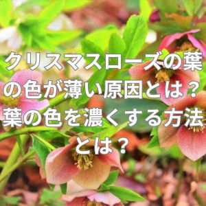 クリスマスローズの葉の色が薄い原因とは?葉の色を濃くするには?