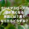 クリスマスローズの葉が黒くなる原因とは？黒くなったらどうする？