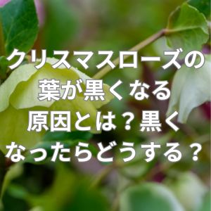 クリスマスローズの葉が黒くなる原因とは？黒くなったらどうする？