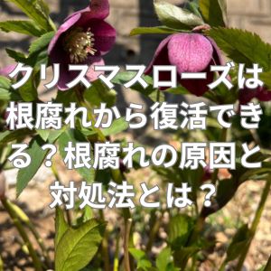 クリスマスローズは根腐れから復活できる？根腐れの原因と対処法とは？