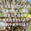 クリスマスローズの花芽が出たら葉を剪定して日光を当てた方がいい？肥料や水やりは？