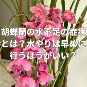 胡蝶蘭の水不足の症状とは？水やりはサインが出る前に早めに行うほうがいい？