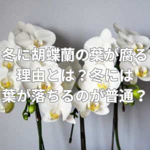 冬に胡蝶蘭の葉が腐る理由とは？冬には葉が落ちるのが普通？