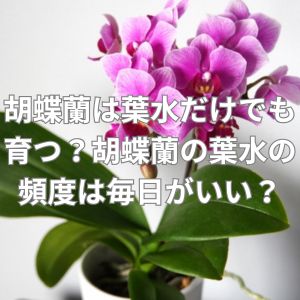 胡蝶蘭は葉水だけでも育つ？胡蝶蘭の葉水の頻度は毎日がいい？