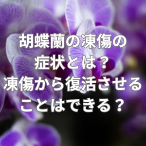 胡蝶蘭の凍傷の症状とは？凍傷から復活させることはできる？