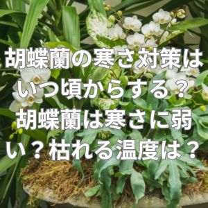 胡蝶蘭の寒さ対策はいつ頃から何をする？胡蝶蘭は寒さに弱い？枯れる温度は？