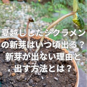 夏越ししたシクラメンの新芽はいつ頃出る？新芽が出ない理由と出す方法とは？