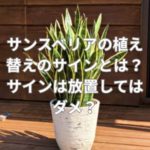 サンスベリアの植え替えのサインとは？サインは放置してはダメ？