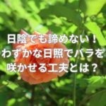 日陰でも諦めない！わずかな日照でバラを咲かせる工夫とは？
