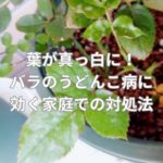 葉が真っ白に！バラのうどんこ病に効く家庭での対処法は？