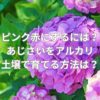 ピンクや赤にするには？あじさいをアルカリ土壌で育てる方法は？