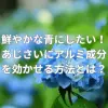 鮮やかな青にしたい！あじさいにアルミ成分を効かせる方法とは？
