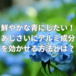 鮮やかな青にしたい！あじさいにアルミ成分を効かせる方法とは？