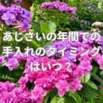 あじさいの年間での手入れのタイミングはいつ？