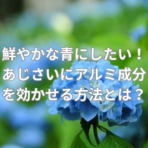 鮮やかな青にしたい!あじさいにアルミ成分を効かせる方法とは?