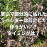 寒さで部分的に枯れたラベンダーは剪定カットしたほうがいい？タイミングは？