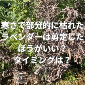 寒さで部分的に枯れたラベンダーは剪定カットしたほうがいい?タイミングは?