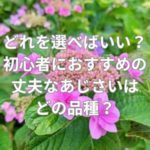 どれを選べばいい？初心者におすすめの丈夫なあじさいはどの品種？