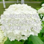 いつ何をあげるべき？あじさいの花を大きく育てる肥料のコツは？