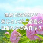 直射日光はNG？あじさいが一番喜ぶ日当たりの条件とは？