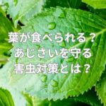 葉が食べられている？あじさいを守る害虫対策とは？