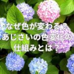 なぜ色が変わる？あじさいの色変化の仕組みとは？