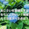 あじさいを庭植えするならどこがいい？地植えで注意すべき点は？