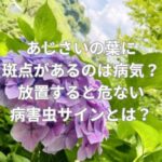 あじさいの葉に斑点があるのは病気？放置すると危ない病害虫サインとは？
