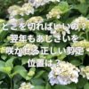 どこを切ればいいの？翌年もあじさいを咲かせる正しい剪定位置は？