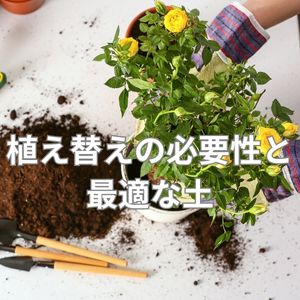 植え替えの必要性と最適な土