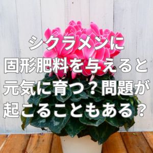 シクラメンに固形肥料を与えると元気に育つ？問題が起こることもある？