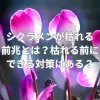 シクラメンが枯れる前兆とは？枯れる前にできる対策はある？