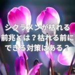 シクラメンが枯れる前兆とは？枯れる前にできる対策はある？