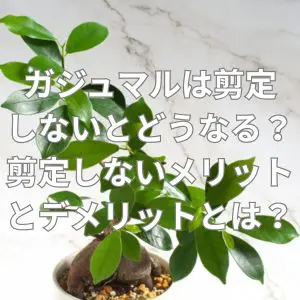 ガジュマルは剪定しないとどうなる？剪定しないメリットとデメリットとは？