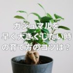 ガジュマルを早く大きくしたい時の育て方のコツとは？