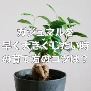 ガジュマルを早く大きくしたい時の育て方のコツとは？