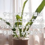 サンスベリアの葉はふにゃふにゃになったら復活しない？原因は季節によって違う？