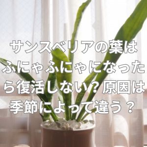 サンスベリアの葉はふにゃふにゃになったら復活しない？原因は季節によって違う？