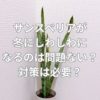 サンスベリアが冬にしわしわになるのは問題ない？対策は必要？