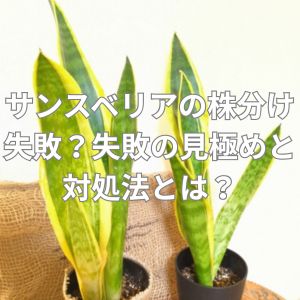 サンスベリアの株分け失敗？失敗の見極めと対処法とは？