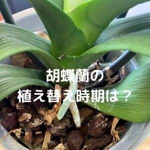胡蝶蘭の植え替え時期