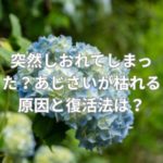 突然しおれてしまった？あじさいが枯れる原因と復活法は？