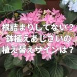 根詰まりしてない？鉢植えあじさいの植え替えサインとは？