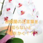胡蝶蘭の花言葉