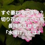 すぐ萎れてしまう？切り花のあじさいを長持ちさせる水揚げとは？