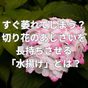 すぐ萎れてしまう？切り花のあじさいを長持ちさせる水揚げとは？